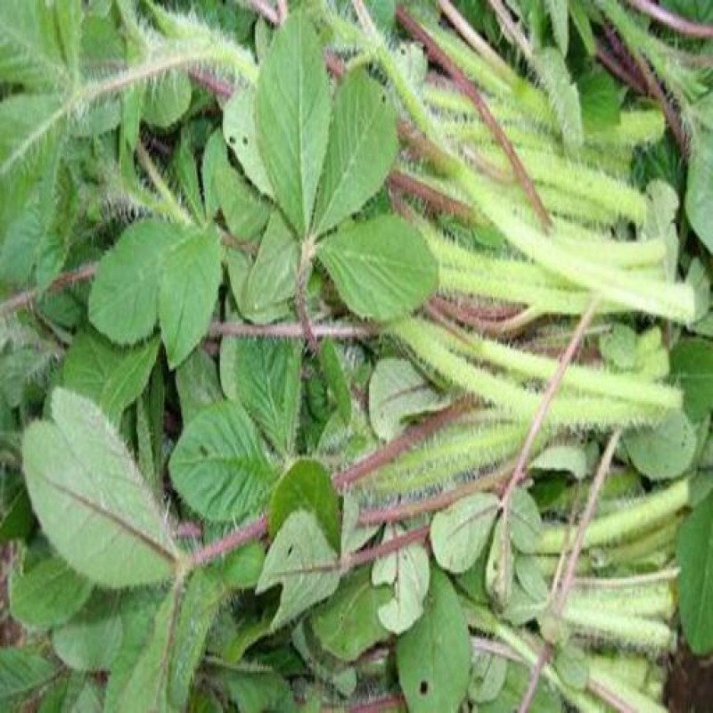 SPIDER FLOWER from Kenya